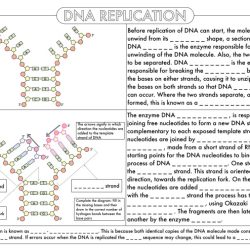 Dna and protein synthesis worksheet