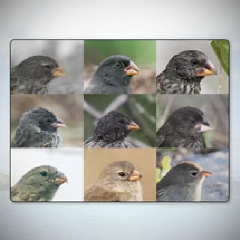 The beaks of finches lab answer key pdf