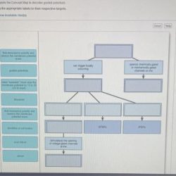 Concept map lymphatic structure lymph functions transport list vessels distribution describe propositions using create 14 mechanisms than circulation blood fluid