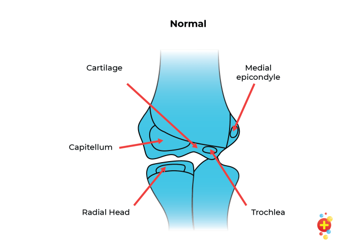 A rounded knuckle-like bone process at the joint