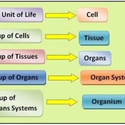 How is energy used in organisms worksheet answer key