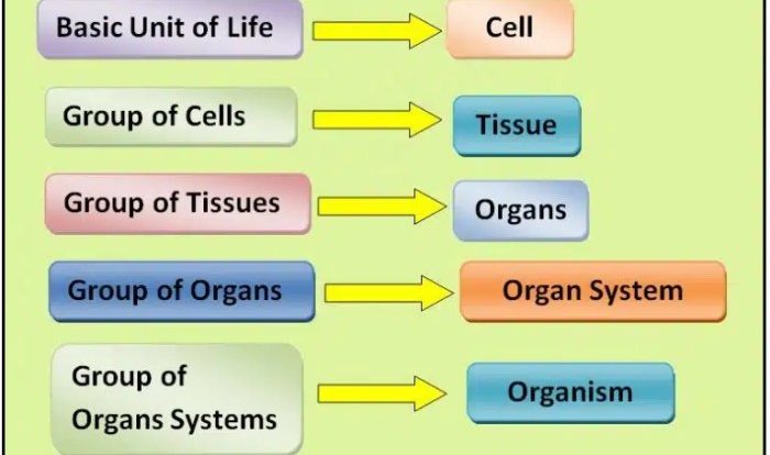 How is energy used in organisms worksheet answer key