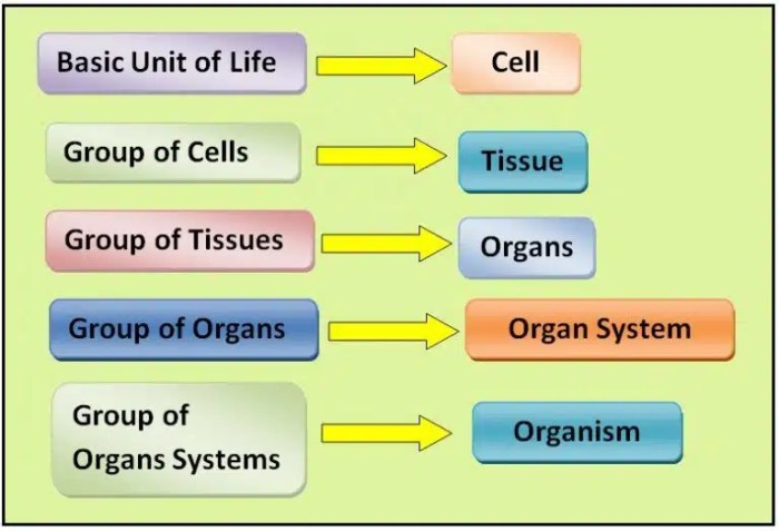 How is energy used in organisms worksheet answer key