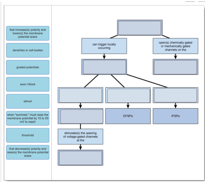 Complete the concept map to describe graded potentials.