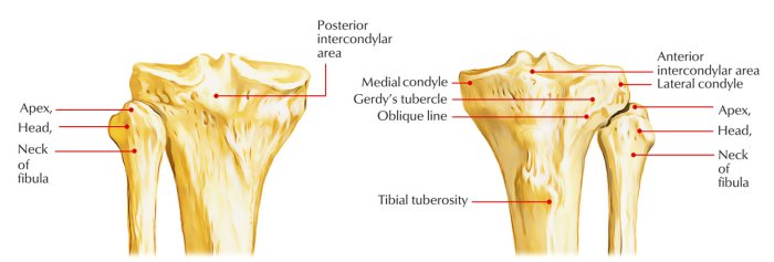 A rounded knuckle-like bone process at the joint